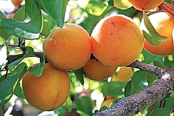 Peach Apricot: Ominaisuudet, istutus ja viljely