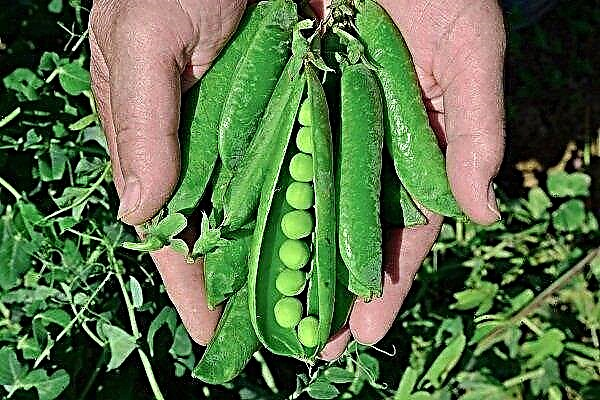 How to grow sugar peas?