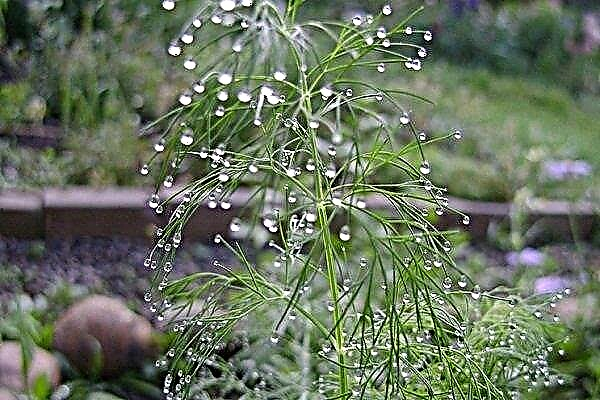 How to water dill in the garden, in the greenhouse and at home on the windowsill?