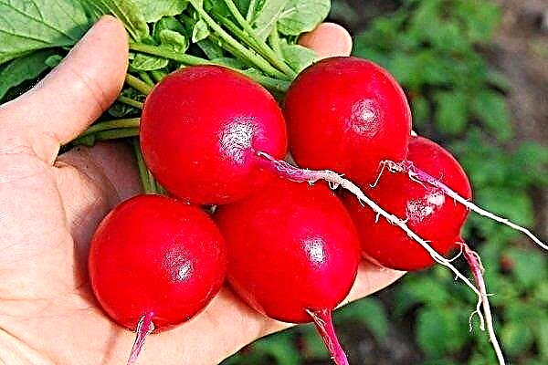 Description of Celeste radish: varietal features, planting and care