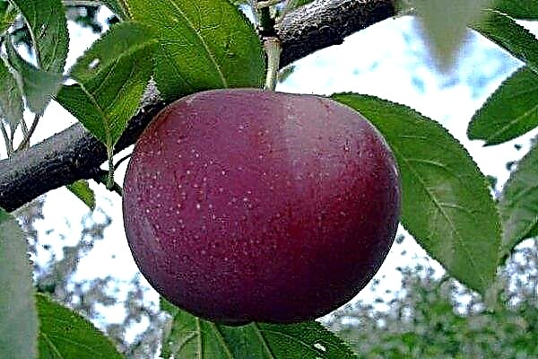 Sharafuga - a hybrid of apricot, plum and peach