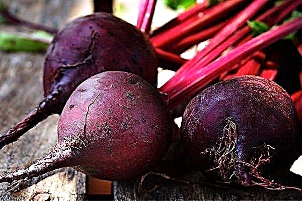 Beetroot Detroit - a table variety of Italian selection