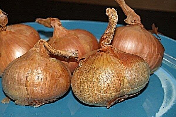 Features of family onions and its cultivation