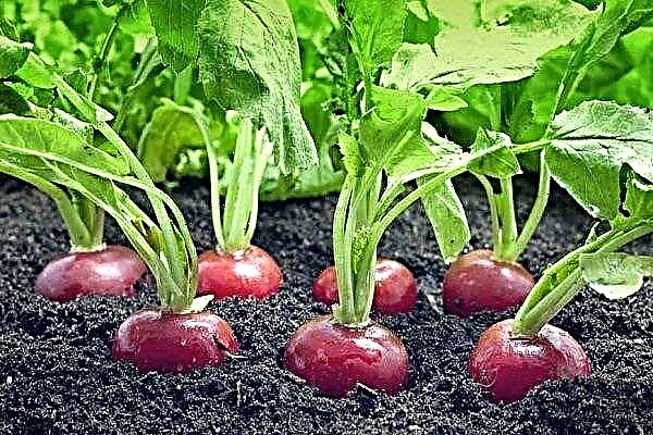 What crops can and cannot be planted after harvesting radishes?