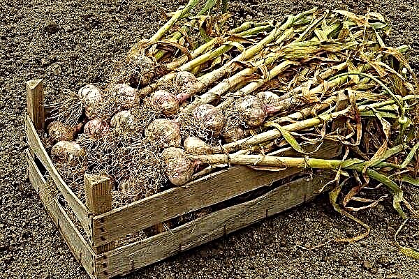 When and how to remove winter garlic from the garden?
