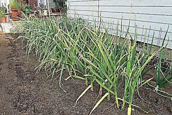 Garlic turns yellow in the spring: causes, recovery and prevention