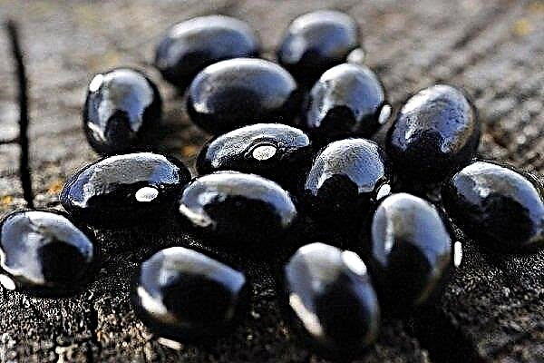 Bagaimana cara menanam dan menggunakan kacang polong hitam?