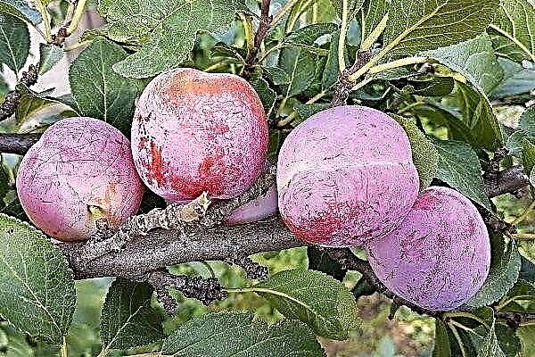 Greengum home plum: description of popular varieties and growing rules