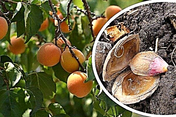 How to grow apricot from seed - step by step instructions
