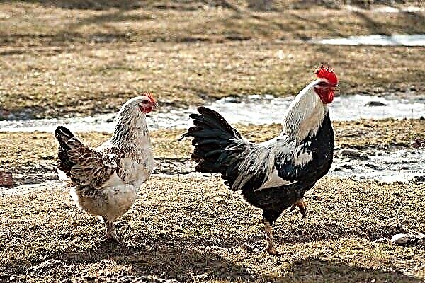 Zagorskaya Somon ırkı tavukları: karakteristik özellikleri ve tutma kuralları