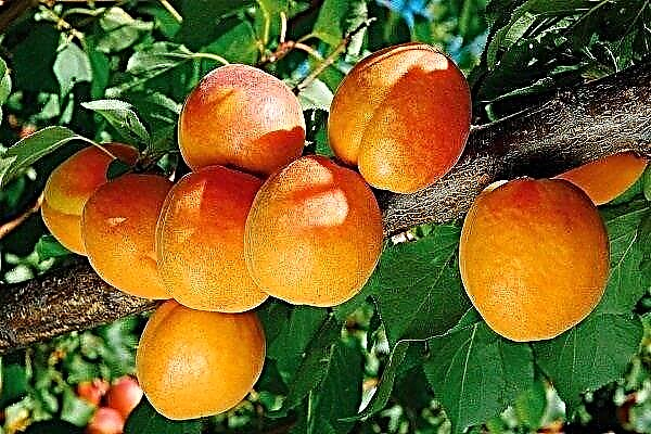 Triumph North Apricot Sortenübersicht