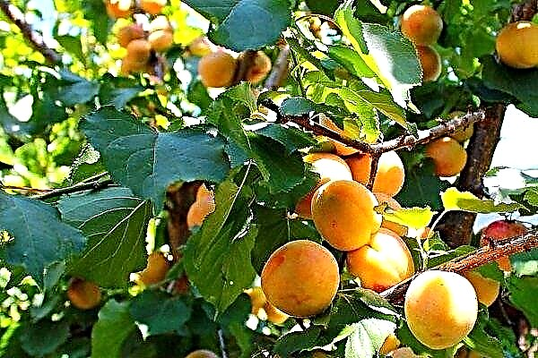 Manchurian apricot: what is its peculiarity and how to grow?