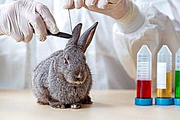 Diseases of the ears in rabbits: how to identify and cure?