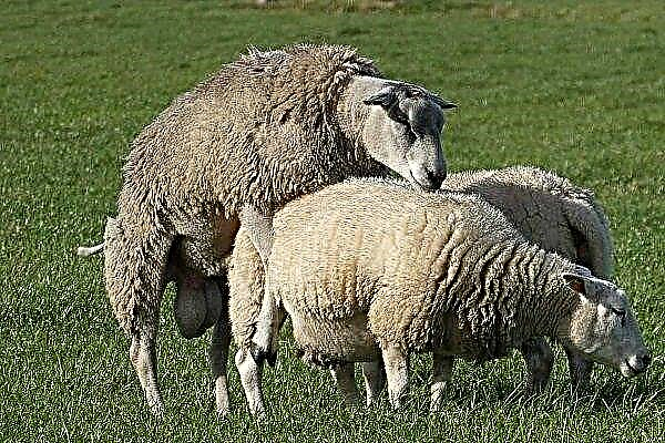 How sheep mating occurs: preparation and subtleties of the mating process