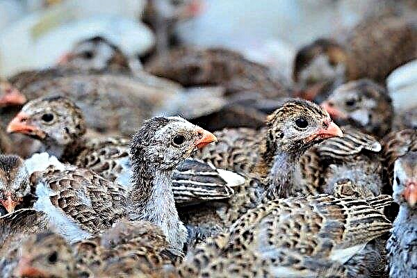 Perlinių vištų viščiukai: įsigijimo ypatumai ir tinkamos priežiūros organizavimas