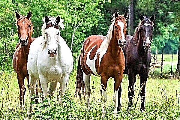 What are the colors of horses?