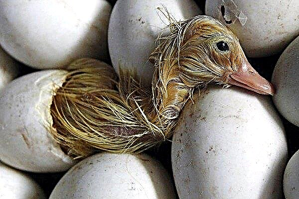 Osnove inkubacije račnih jajc za začetnike