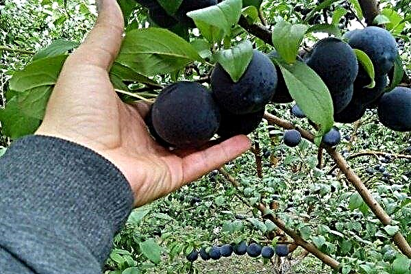 Overview of the plum variety Angelina (Angelino)