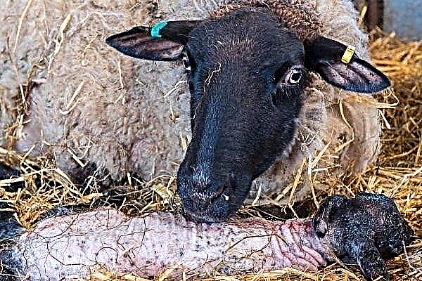 Wie kommt es bei Schafen zu Lämmern und wie wird es geboren?