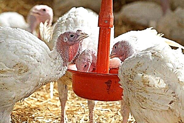How and what to feed turkeys: we select the right diet