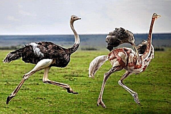 How to kill an ostrich: step by step instructions