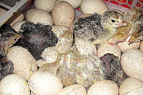 Features of incubation of turkey eggs: from bookmark to hatching