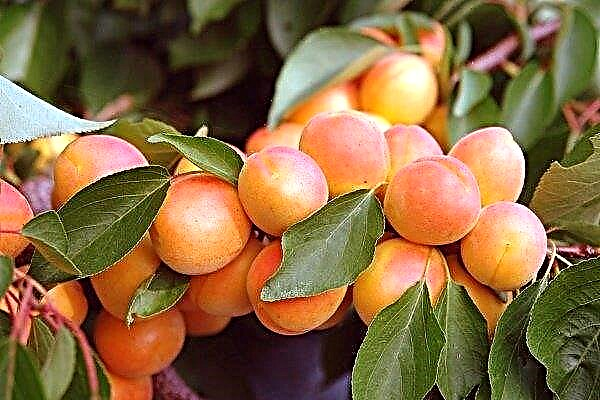 40 meilleures variétés d'abricots