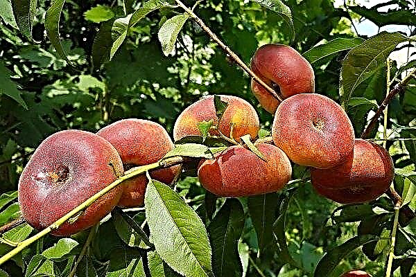 Everything about fig peach: from planting to cooking