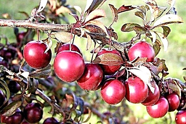 Variété Pissardi: plantation de prunes, soins et culture