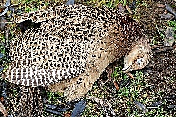 What pheasants are sick with: description, treatment and prevention