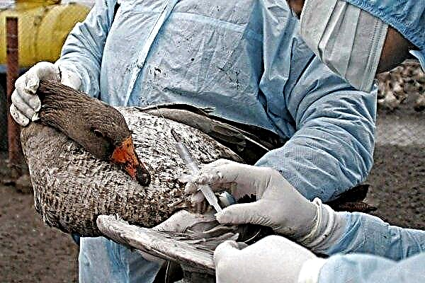 What causes ducks: a list of major diseases