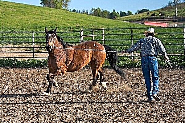 Taming a horse: basic techniques and rules