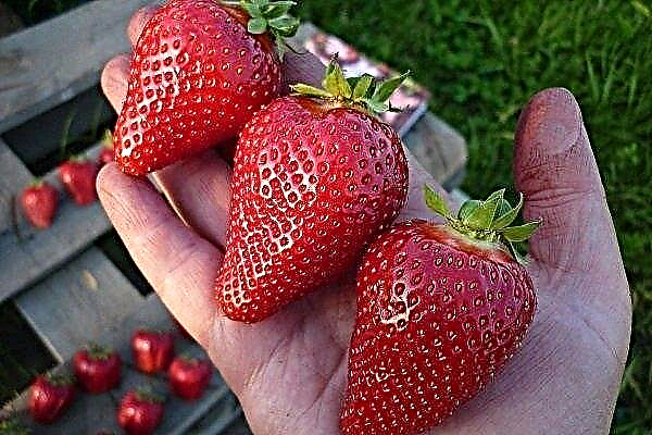 Variété de fraise - Alba: caractéristiques, plantation et soins