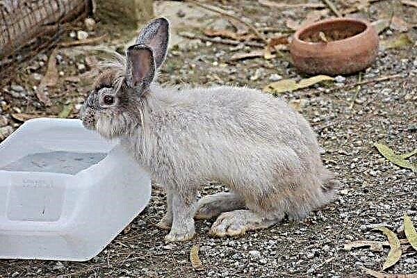 ¿Qué bebedor para los conejos?