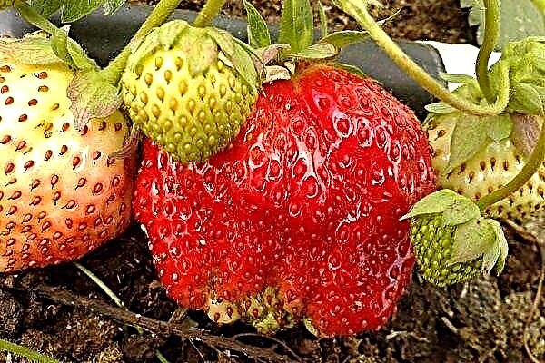 Strawberry "Elizabeth 2": tinjauan terperinci mengenai varieti tersebut