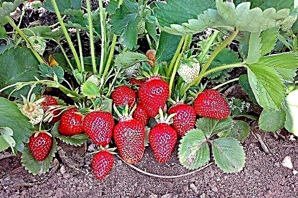 Clery's Strawberry Variety Přehled