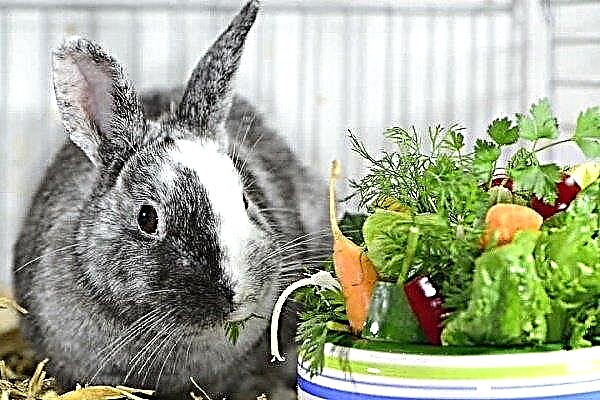 How, when and how to feed rabbits?