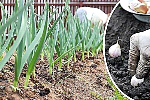 Growing winter garlic: everything from planting to harvesting