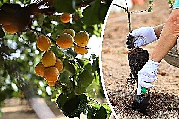 Plantation d'automne de plants d'abricot: règles de soin et de préparation pour l'hiver