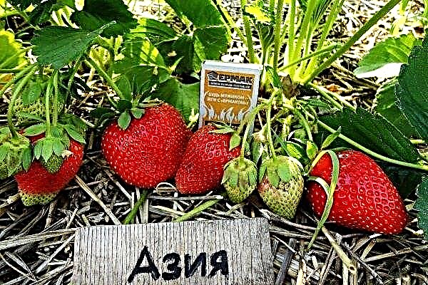 Aperçu de la variété Asia Strawberry