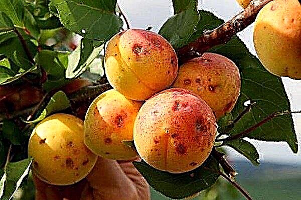 Overview of Apricot Diseases and Pests