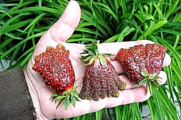 स्ट्रॉबेरी किस्म ट्रेड्सवूमन: ड्रेजिंग की खेती की विशेषताएं और सूक्ष्मता