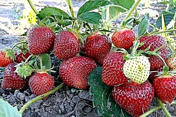 Pelbagai strawberi "Festivalnaya": ciri dan ciri agroteknik