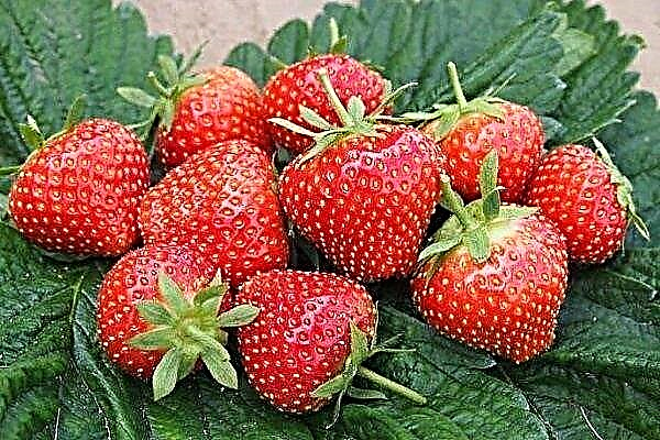 Ποικιλία φράουλας Elsanta: Περιγραφή και χαρακτηριστικά του Growing