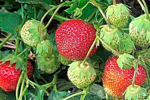 Zenga Zengana - German strawberry variety