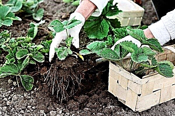 How to plant strawberries in the spring?