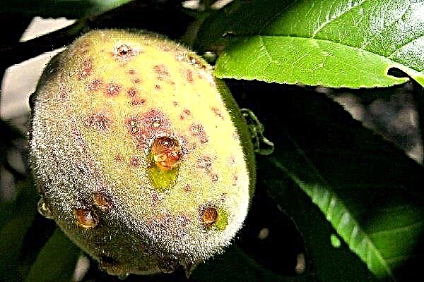 Overview of Peach Diseases and Pests