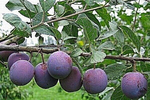 Variété de prune Eurasie: caractéristiques et subtilités de la culture