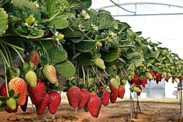 Description des fraises ampel: caractéristiques et règles de culture
