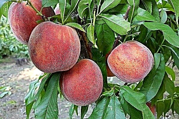 Die besten Pfirsichsorten mit Fotos und Beschreibungen